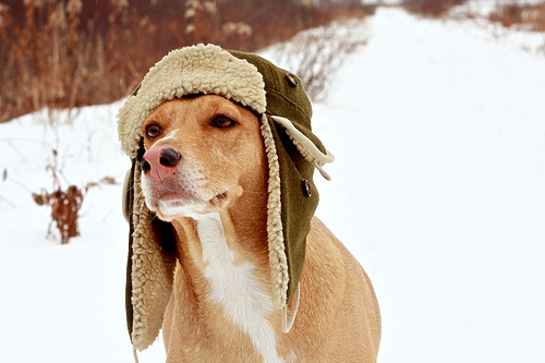 dogs in winter