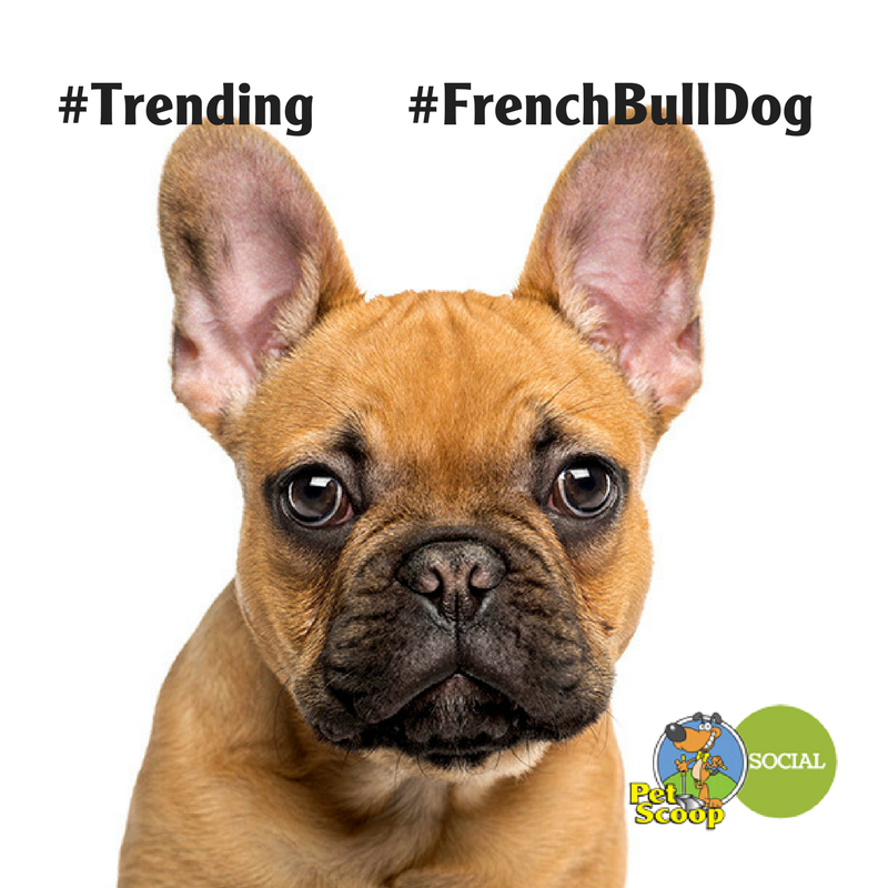 French Bull Dogj