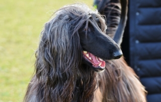 Afghan Dog Breed