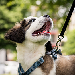 Fort Collins Dog Clean Up Service