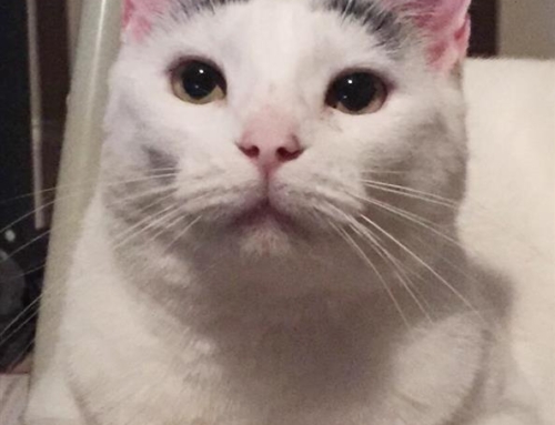 Little Cat