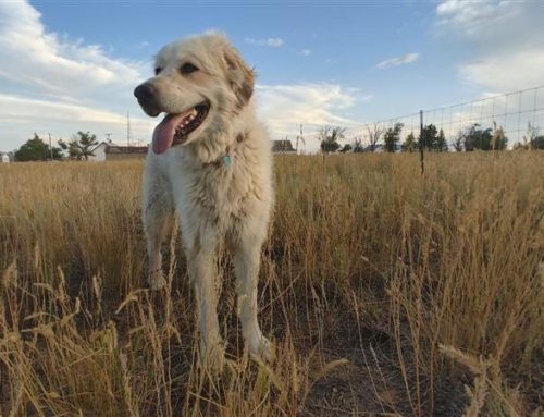 Bailey