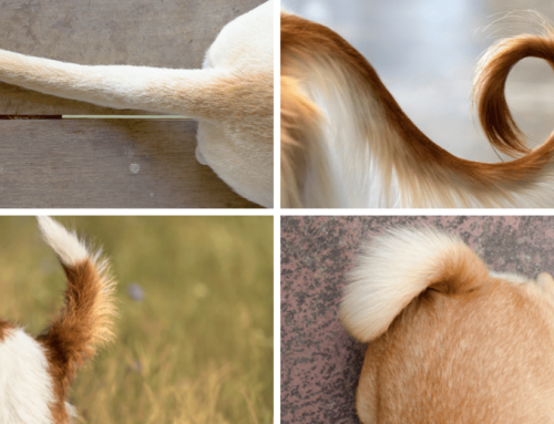 Tail Talk: A Tale of Dog Tail Types and Positions