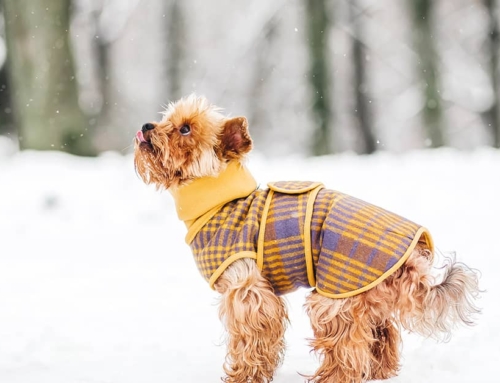 Winterizing your dog