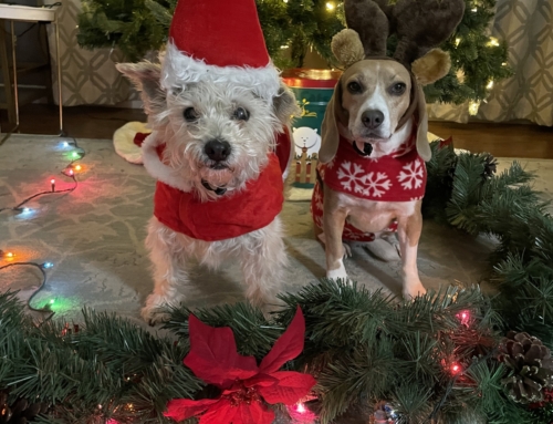 Dog-safe Decorating Tips for this Holiday Season
