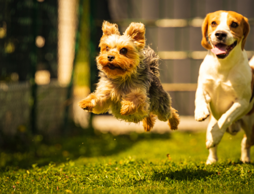 Spring Fling: 5 Backyard Activities for Dog Owners