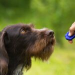 Dog clicker training